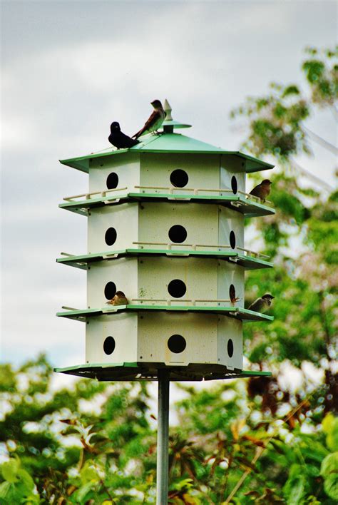 martin houses for mosquito control